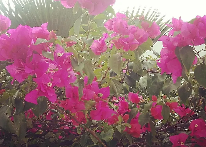 Pensión Olivos Paradise *